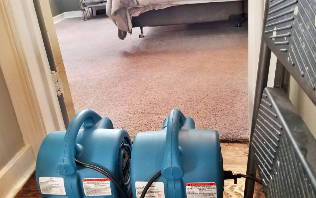 How long for carpets to dry after cleaning? Effective Ways