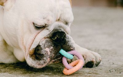 How to get rid of pet odor in carpets