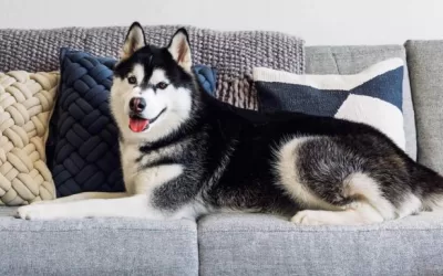 The Best Sofas and Couches for Dogs