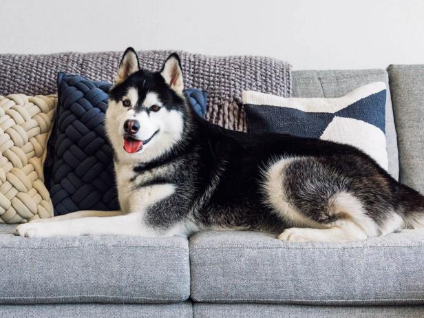 The Best Sofas and Couches for Dogs