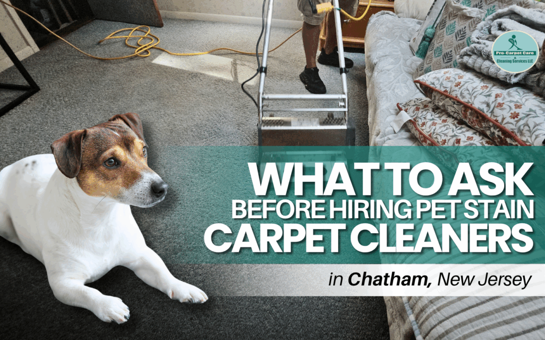 What to Ask Before Hiring Pet Stain Carpet Cleaners in Chatham