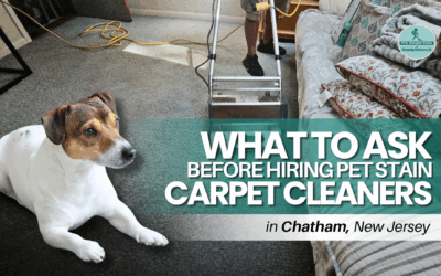 What to Ask Before Hiring Pet Stain Carpet Cleaners in Chatham