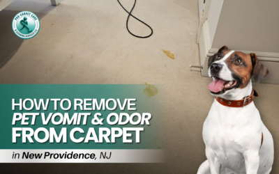 How to Remove Pet Vomit from Carpet in New Providence NJ